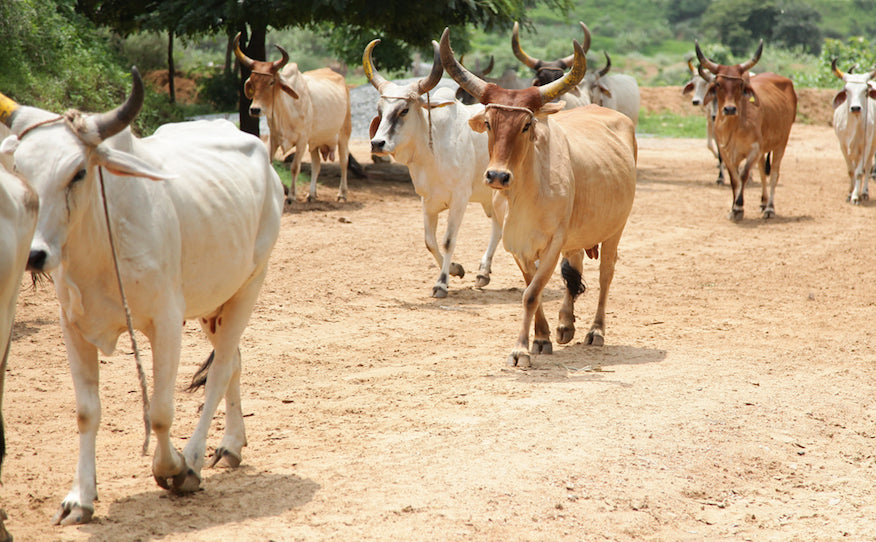 UNDERSTANDING THE DIFFERENCE BETWEEN INDIAN DESI COW AND THE JERSEY (HYBRID) COWS?