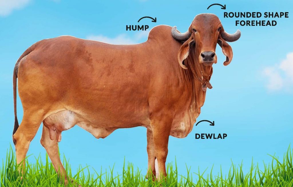 HOW TO IDENTIFY AN INDIAN DESI COW?